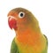 Young fischeri lovebird