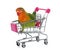 Young fischeri lovebird in trolley