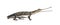 Young Fish-eating crocodile, Gavial, Gavialis gangeticus