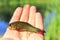 Young fish of tench lying on human hand