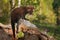 Young Fisher (Martes pennanti) Cries Out from Atop Log