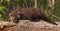 Young Fisher (Martes pennanti) Lies Atop Log