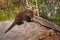 Young Fisher (Martes pennanti) on Log