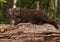 Young Fisher (Martes pennanti) Open Mouth on Log