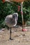 Young Flamingo with Grey Plumage