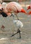 Young flamingo walking in the flock