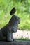 Young Fledged Robin Atop Head Of Dog Statue in Garden - Turdus migratorius