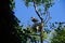 Young fledgling Great Blue Herons