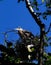 Young fledgling Great Blue Herons