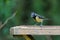 Young fledgling Great Tit looking for food