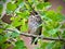 A young fledgling robin