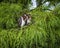 Young Fledgling Tricolored Herons in a Cypress Tree