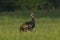 Young Florida Tom Turkey