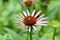 Young flower Echinacea Purpurea