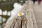 Young flower grows on a wooden surface