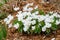 Young Flowering Bloodroot Plants