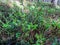 Young, flowering blueberry shoots in the forest in early spring