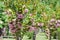 Young flowering cherry blossom trees against the other trees