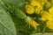 Young flowering cucumber plant with yellow flowers