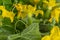 Young flowering cucumber plant with yellow flowers