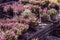 Young flowering heather in pots on boxes in the market, sale