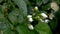 A young flowering jasmine branch in the park