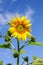 Young flowering plant sunflower against the sky