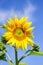 Young flowering plant sunflower against the sky