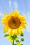 Young flowering plant sunflower against the sky