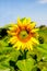 Young flowering plant sunflower against the sky