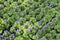 Young flowering seedlings with purple flowers in pots for flowerbeds of the city. Beautiful seasonal floral background