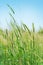 Young flowering spikes in field