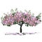 Young flowering tree Seiba Ceiba Miller L