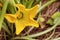 Young flowering zucchini plant in a vegetable garden