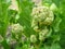 Young flowers of rhubarb in the spring