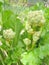 Young flowers of rhubarb in the spring