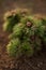 Young fluffy bush of wild peony flower with closed buds