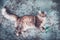 Young fluffy cat on blue carpet lies on his side and looks at the camera.