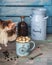 Young fluffy cat tastes marshmallow and chocolate coffee standing on table