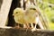 Young fluffy chicks, newborn chicken