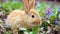 young fluffy easter red bunny animal, sits on blooming spring meadow