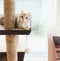 Young fluffy funny red kitten lying on cats tree at window background. Purebred Siberian cat. Cat looking at camera