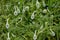 Young fluffy green heads of poppies on a flower bed in the garden