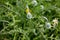 Young fluffy green heads of poppies on a flower bed in the garden