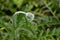 Young fluffy green heads of poppies on a flower bed in the garden