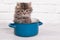 Young fluffy kitten in the pot