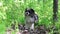 Young fluffy mixed-breed dog stands on a forest path.