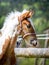 Young fluffy stallion foal near the corral