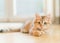 Young fluffy sweet red kitten lying on the floor at window background. Purebred Siberian cat. Cat looking at camera