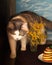 A young fluffy tortoise cat climbed onto the table, on which stands a plate with pancakes and a bouquet of mimosa, the table is